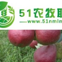 红梨树苗价格 山东红梨种植基地