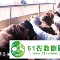 依兰较*的肉牛养殖企业 肉牛牛犊价格 养牛场联系电话