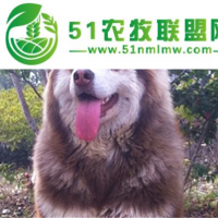 阿拉斯加雪橇犬,边境牧羊犬价格,明欣宠物