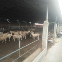 邢台市牛养殖