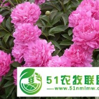 园林芍药、观赏芍药种植、菏泽芍药花苗批发