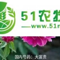 杭州芍药苗 牡丹芍药苗 欢迎新老客户实地考察