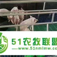 养猪设备自动化供料系统