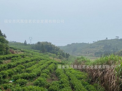 2021新茶叶正山小种红茶茶叶散装批发红茶奶茶专用电商低价走量茶图4