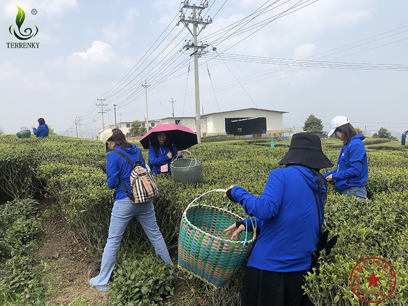 福建省安溪小志茶叶专业合作社