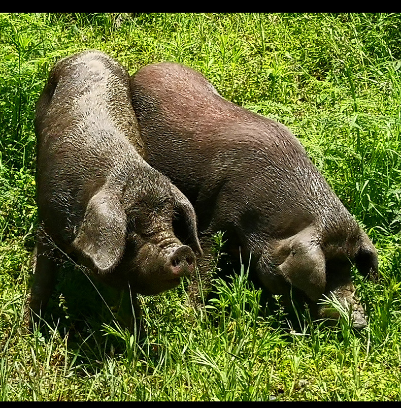 腊肉详情页-后腿肉_09.jpg