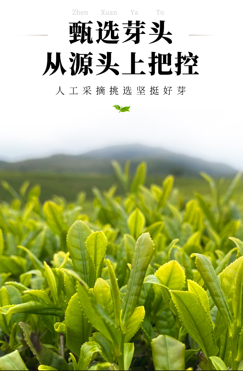 福润茶叶-2016老寿眉散茶_04