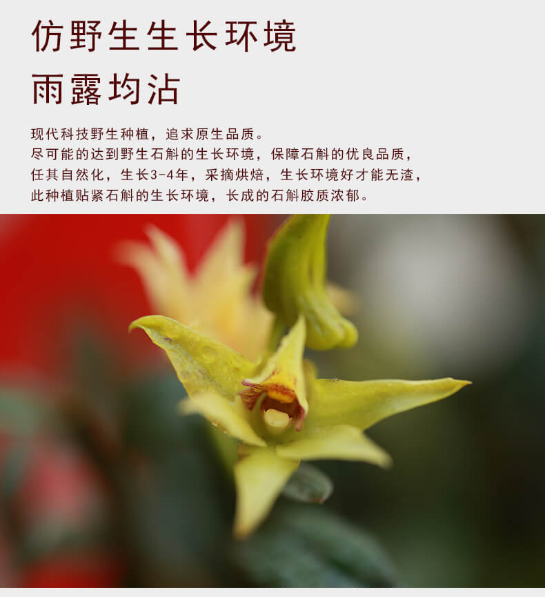 铁皮石斛花_04.jpg