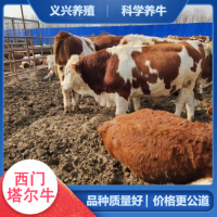 西门塔尔牛犊小母牛 肉牛养殖基地 出肉率高- 义兴养殖