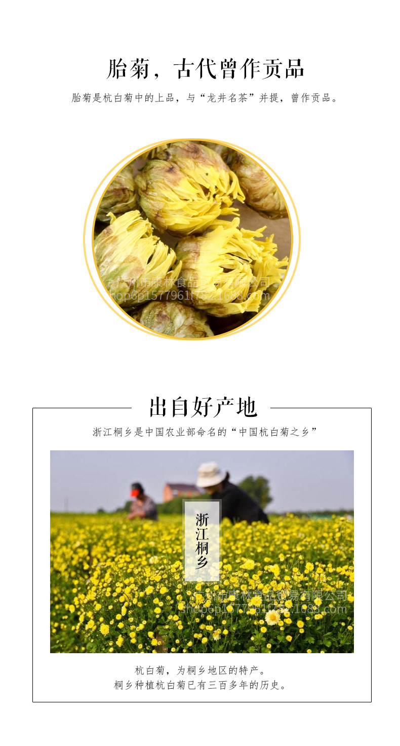 桐乡胎菊_02.jpg