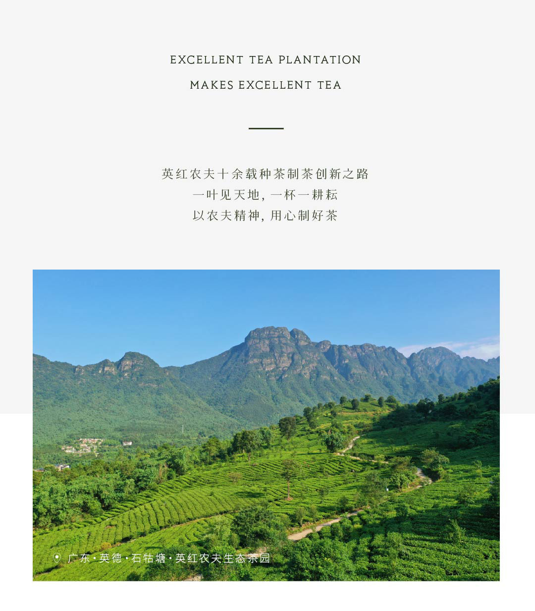 英德红茶 英红九号 茶叶 绿茶 红茶2