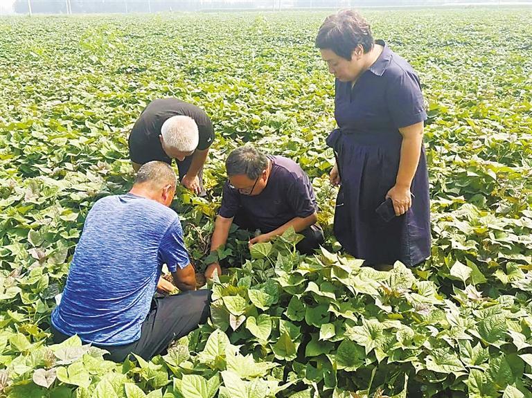 图为专家们察看甘薯长势。本报记者 马越 摄