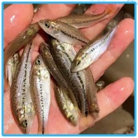 淡水加州鲈鱼苗 反季节苗 3-4厘米优鲈1号鱼苗 宏利发