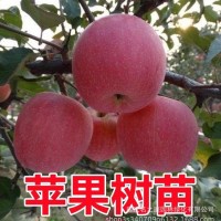 苹果树果苗嫁接红富士冰糖心南方北方种植盆栽地栽当年结果苹果苗