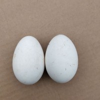 包邮批鹅蛋农家散养特大6枚新鲜生鹅蛋超狮头孕妇大鹅蛋100-120克