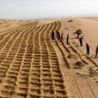 防沙治沙稻草 西藏新疆青海沙漠固沙治理草方格 麦草方格源头厂家