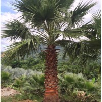 华盛顿葵 棕榈苗木产地批发 老人葵批发杆高1m-12m头颈30CM-80CM