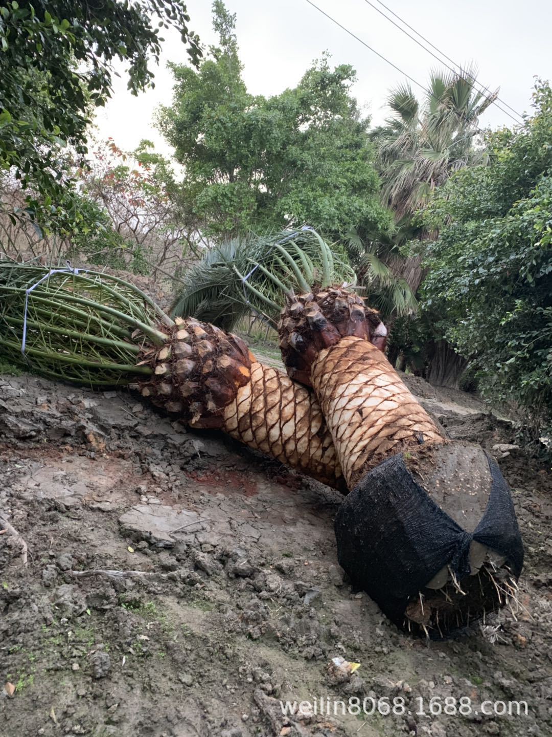 加拿利海枣