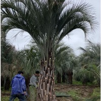 福建布迪椰子报价 千亩布迪椰子产地批发 欢迎咨询
