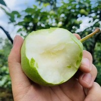 陕西早酥梨5斤装新鲜水果产地直达应季梨子