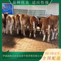 大量供应 西门塔尔牛 出栏肉牛 品种齐全 牧业 屠宰育肥牛 可配送