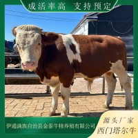 西门塔尔牛养殖场 视频 现场挑选小牛犊 品种多样 货源充足 发货快