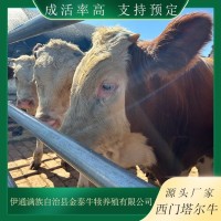 育肥牛行情 牛价行情 农村养牛有补助 对子牛 牛犊成活率高 适应性强