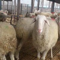 纯种小尾寒羊 圈养波尔母羊活体销售 多羔多胎 生长快 饲养简单