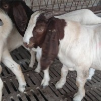 成年波尔山羊养殖出售 育肥种羊羊羔 饲养简单 易成活