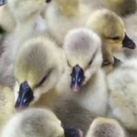 禽康 本地大品种鹅苗出售批发 成品鹅回收 抗病强 提供技术指导