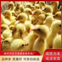 禽康 鹅苗批发 大品种出售 成品鹅回收 抗病能力强