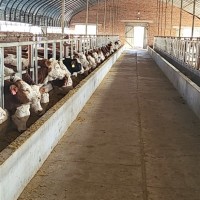 肉牛基地 西门塔尔牛 小牛犊 改良种 开鲁振发养殖场