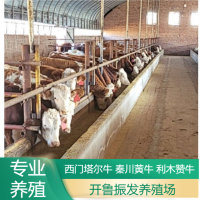 开鲁振发养殖场 改良肉牛犊 牛苗 厂家供应 活体黄牛