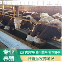 改良肉牛犊 鲁西黄牛犊养殖 大量供应 出售 预定 牛源充足