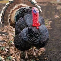 成年青铜火鸡养殖基地 脱温改良鸡苗景区观赏鸡