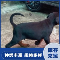 改良育肥杜宾犬 繁殖脱温护卫宠物犬 适应能力好