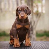 散养成年双血统杜宾犬 大骨架脱温宠物犬 行动敏捷