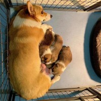 养殖成年柯基犬 家养小型短腿宠物犬 适应能力强