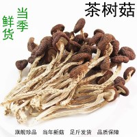 福建茶树菇代发干货不开伞农家特产干茶树菇新货批发香菌菇炒炖汤