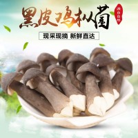 云南特产黑皮鸡枞蘑菇新鲜食用菌菇煲汤量大从优爽口食用鸡枞菌