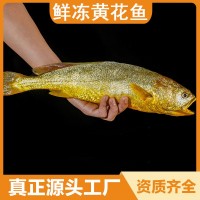 鲜冻大黄鱼新鲜生鲜鲜活冰鲜黄鱼海鱼宁德特产黄花鱼550g-650g装