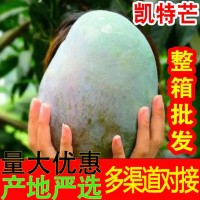 【批发】四川攀枝花凯特芒 代发3斤青芒甜糯大脸芒果当季新鲜水果