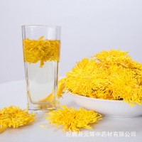 厂家批发金丝皇菊 大黄菊花一朵一杯单朵 散装花茶批发