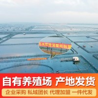 阳澄湖镇大闸蟹加盟鲜活螃蟹批发团购大闸蟹礼盒中秋礼品工 厂直