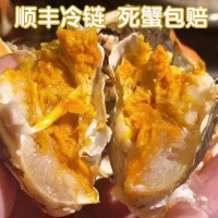 苏州大闸蟹鲜活特大螃蟹公母蟹礼盒装海鲜阳澄湖镇红膏