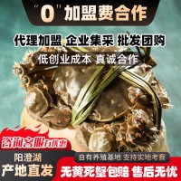 大闸蟹阳澄湖厂家供应链鲜活螃蟹毛蟹湖蟹直招代理礼盒诚邀批发