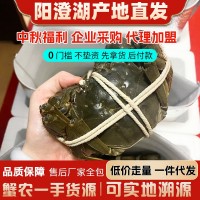 阳澄湖鲜活大闸蟹毛蟹采购批发加盟代理湖蟹礼盒包装含泡沫箱