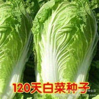 高产120天大白菜种子 丰抗120杂交白菜种子晚熟高产秋播大白菜籽