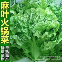 无筋叶多火锅菜种子大白菜种籽大田白菜蔬菜种孑高产耐贮秋播四季