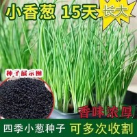 四季小香葱种子 阳台盆栽蔬菜种子易种植四季播种小香葱种子